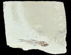 Bargain, Cretaceous Fossil Fish - Lebanon #70014-1